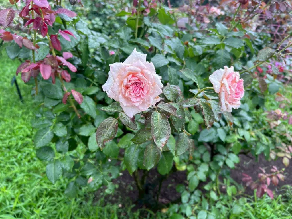 第一花壇の画像3