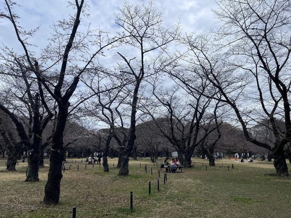桜の園のサムネイル
