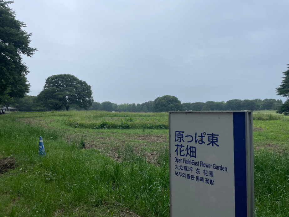 原っぱ東花畑のサムネイル